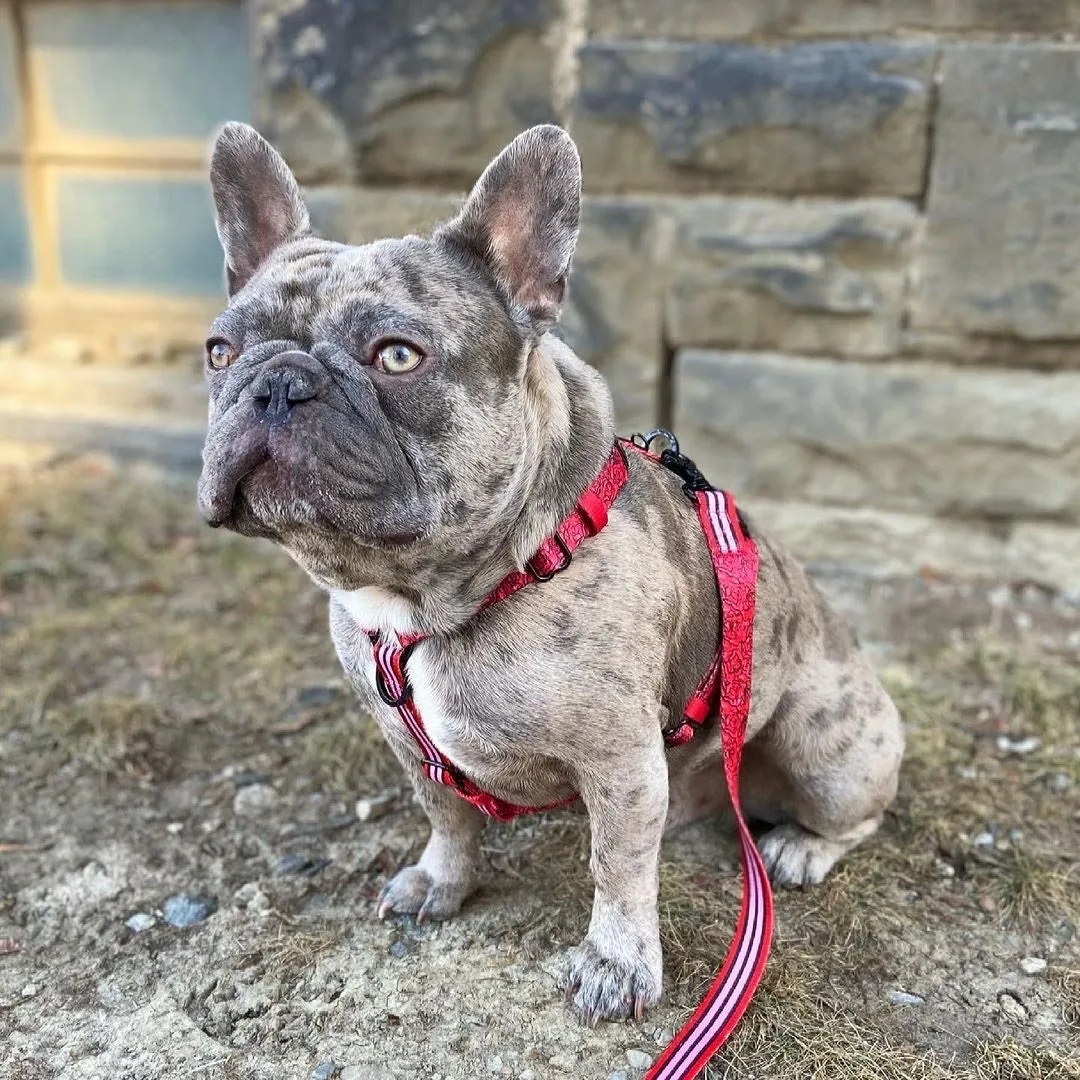 Frenchiestore Adjustable Pet Health Strap Harness | Lips & Roses