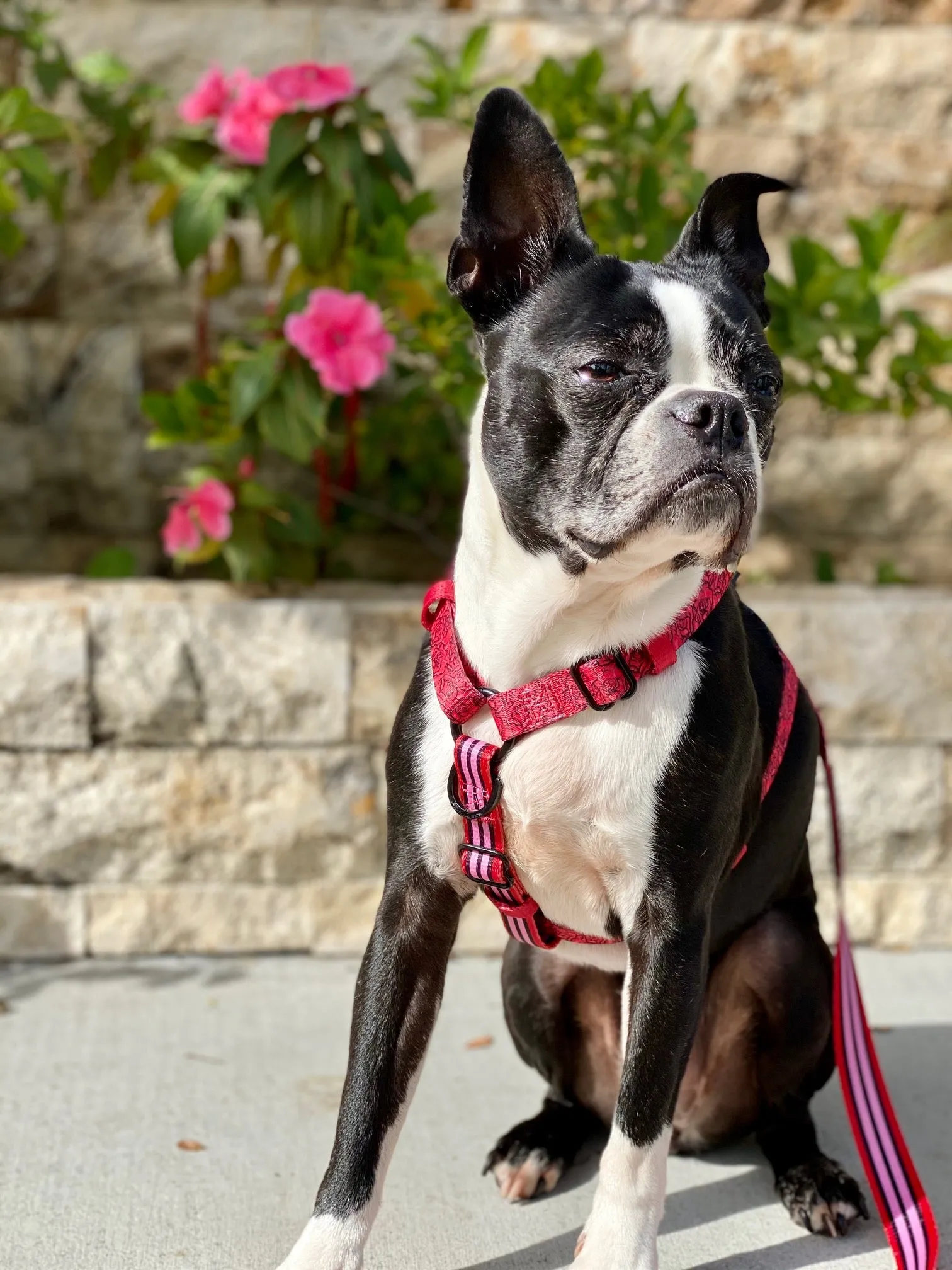 Frenchiestore Adjustable Pet Health Strap Harness | Lips & Roses