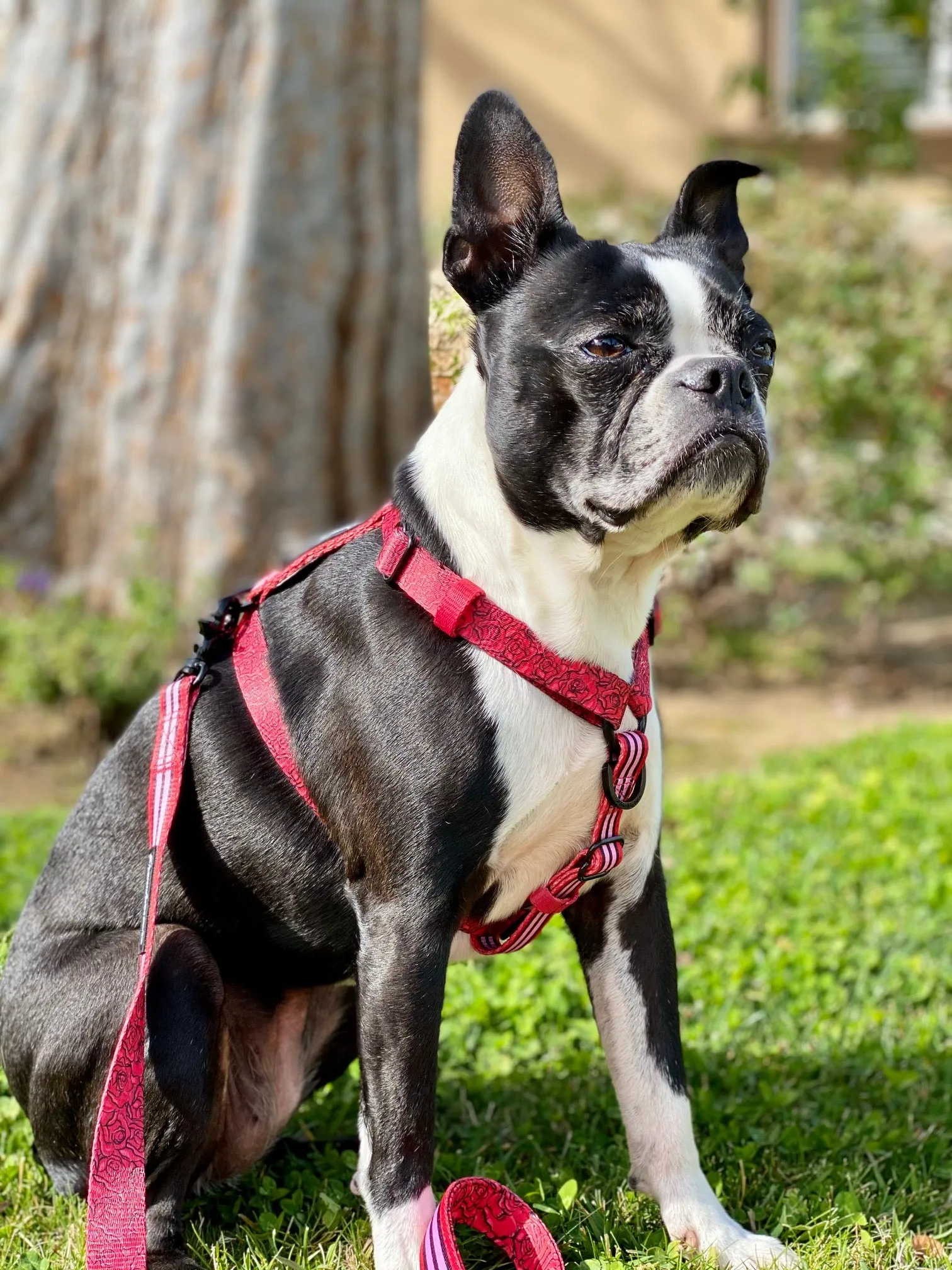 Frenchiestore Adjustable Pet Health Strap Harness | Lips & Roses