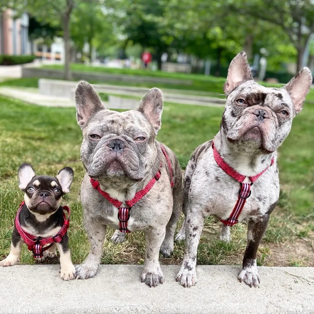 Frenchiestore Adjustable Pet Health Strap Harness | Lips & Roses