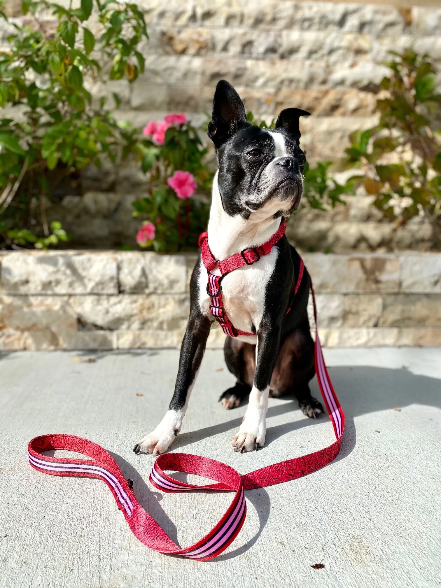 Frenchiestore Adjustable Pet Health Strap Harness | Lips & Roses