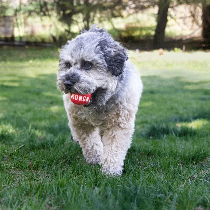 Pelotas para Perros Kong